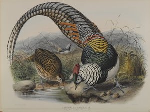 Thaumalea Amherstiae：Lady Amherts Pheasant 作： John Gould